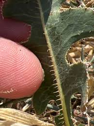 Attēlu rezultāti vaicājumam “Lactuca serriola”