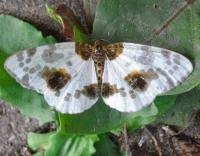 Attēlu rezultāti vaicājumam “Abraxas sylvata”