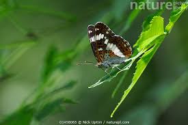 Attēlu rezultāti vaicājumam “Limenitis camilla”