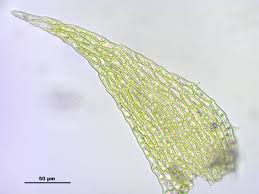 Attēlu rezultāti vaicājumam “Platydictya jungermannioides”
