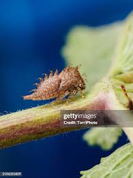 Attēlu rezultāti vaicājumam “Psyllobora vigintiduopunctata larva”