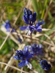 Attēlu rezultāti vaicājumam “Polygalaceae”