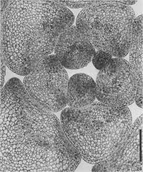 Attēlu rezultāti vaicājumam “Oenothera biennis bud”