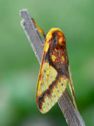 Attēlu rezultāti vaicājumam “Hepialus humuli male”