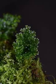 Attēlu rezultāti vaicājumam “Riccardia chamaedryfolia”