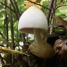 Attēlu rezultāti vaicājumam “Volvariella bombycina”