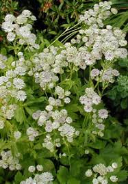 Image result for Astrantia majon `Abbey Road`