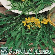 Attēlu rezultāti vaicājumam “Diplotaxis tenuifolia fruit”