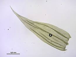 Attēlu rezultāti vaicājumam “Brachythecium salebrosum sporophyte”
