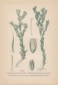 Attēlu rezultāti vaicājumam “Filago arvensis”