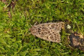 Attēlu rezultāti vaicājumam “Tholera decimalis male”