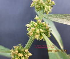 Attēlu rezultāti vaicājumam “Rumex maritimus leaf”