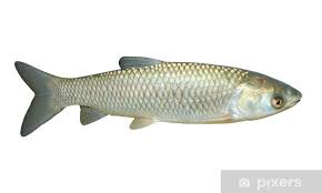 Image result for Ctenopharyngodon idella