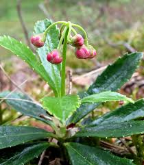 Attēlu rezultāti vaicājumam “Oenothera rubricauli bud”