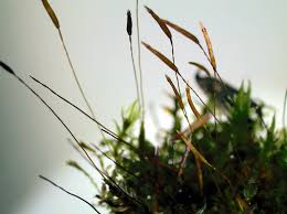 Attēlu rezultāti vaicājumam “Pleurozium schreberi sporophyte”