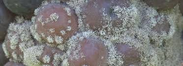 Attēlu rezultāti vaicājumam “Trichia botrytis stalked”