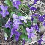 Attēlu rezultāti vaicājumam “Viola collina leaf”