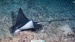 Image result for Aetobatus ocellatus