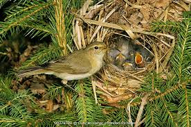 Attēlu rezultāti vaicājumam “Phylloscopus trochilus nest”