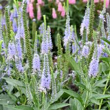 Attēlu rezultāti vaicājumam “Veronica longifolia bud”