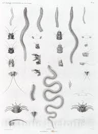 Attēlu rezultāti vaicājumam “Annelides”