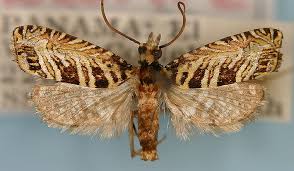 Attēlu rezultāti vaicājumam “Tortricidae”