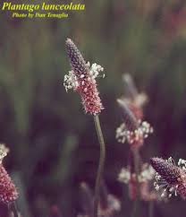 Attēlu rezultāti vaicājumam “Plantago lanceolata”