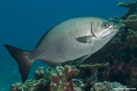 Image result for Kyphosus