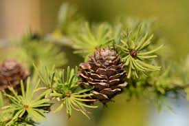 Attēlu rezultāti vaicājumam “Larix kaempferi fruit”