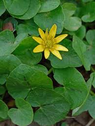 Attēlu rezultāti vaicājumam “Ficaria verna”