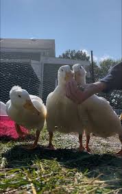 Image result for Aylesbury Ducks Sub Aqua Club