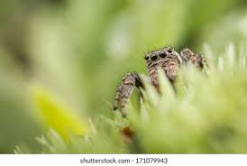 Attēlu rezultāti vaicājumam “Evarcha falcata”