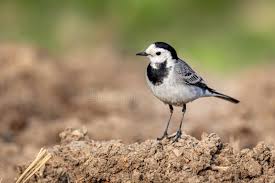 Attēlu rezultāti vaicājumam “Motacillidae”