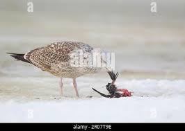 Attēlu rezultāti vaicājumam “Scolopax rusticola juvenile”