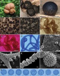 Attēlu rezultāti vaicājumam “Lycogala maculatum young”