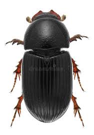 Attēlu rezultāti vaicājumam “Aphodius sp. imago”