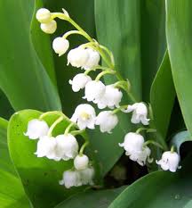 Le Muguet Maurice Carême+Muguet...Retour du bonheur.Charles Cros, 1842-1888.. Images?q=tbn:ANd9GcS9cOWtfQLdMVOwvE1cdw9DVeSKLlPp47ugj-5JSLiUnz57VPs7