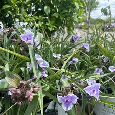 Attēlu rezultāti vaicājumam “Tradescantia virginiana flower”