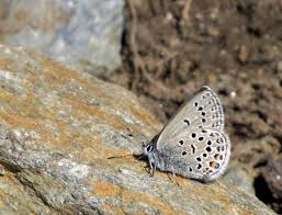 Attēlu rezultāti vaicājumam “Vacciniina optilete underside”