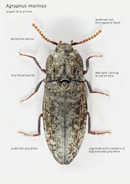 Attēlu rezultāti vaicājumam “Agrypnus murinus”