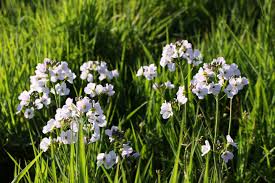 Attēlu rezultāti vaicājumam “Cardamine pratensis flower”