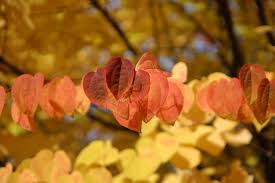 Attēlu rezultāti vaicājumam “Cercidiphyllum japonicum leaf”