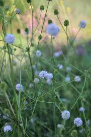 Image result for Succisella inflexa