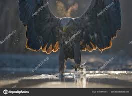 Attēlu rezultāti vaicājumam “Haliaeetus albicilla adult”