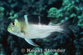 Image result for Monotaxis grandoculis