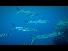 Image result for Sphyraena viridensis