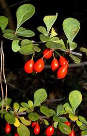 Attēlu rezultāti vaicājumam “Berberis thunbergii fruit”