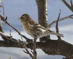 Attēlu rezultāti vaicājumam “Carduelis flammea female”