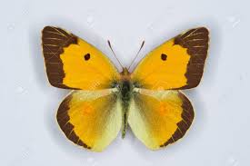Attēlu rezultāti vaicājumam “Colias croceus underside”