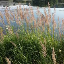 Attēlu rezultāti vaicājumam “Calamagrostis epigeios”